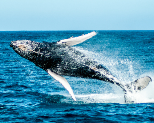 A Magia das Baleias-Jubarte: Um Espetáculo Natural no Litoral de Arraial do Cabo